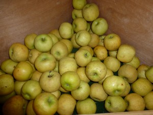 La pomme chanteclerc - domaine du bosc - lavaur - Tarn