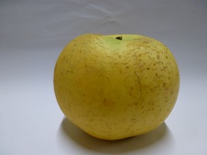 la pomme Chanteclerc - la cueillette du bosc - Ambre - Tarn
