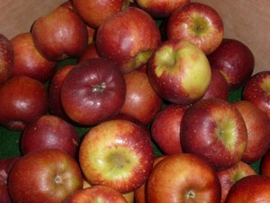 La pomme Red Winter - domaine du bosc - lavaur - Tarn